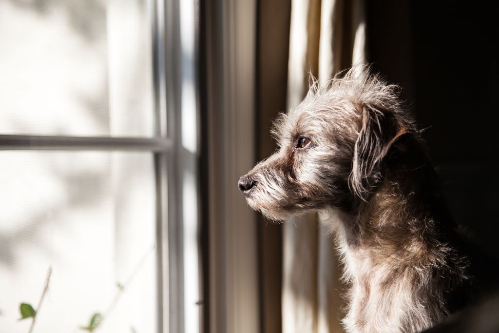 Your Dog’s Separation Anxiety Could Peak as You Head Back to Work